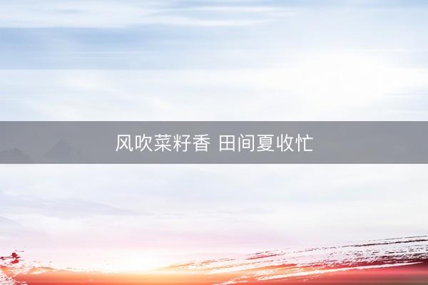 风吹菜籽香 田间夏收忙